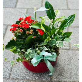 Aranjament plante AN10 Aranjament plante AN10